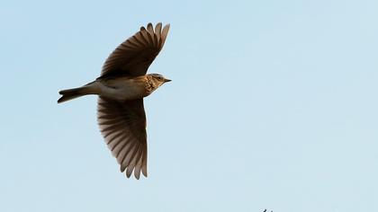 Eurasian Skylark
