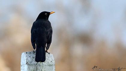 Common Blackbird