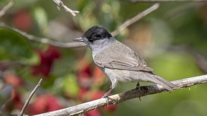 Eurasian Blackcap
