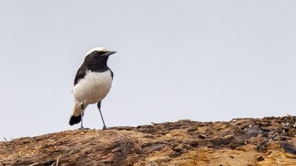 Aksırtlı kuyrukkakan