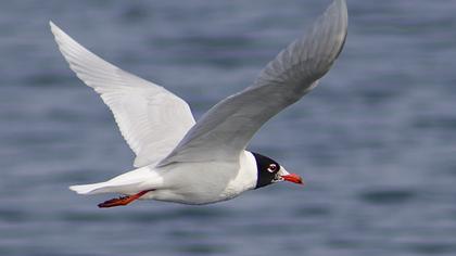 Mediterranean Gull