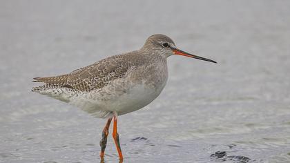 Spotted Redshank