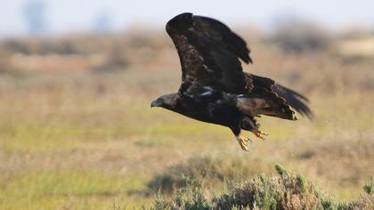 Eastern Imperial Eagle