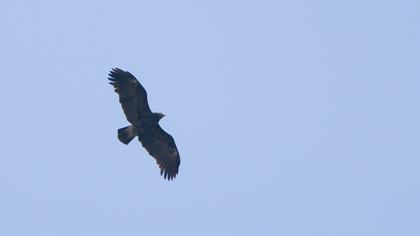 Lesser Spotted Eagle