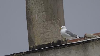 Caspian Gull