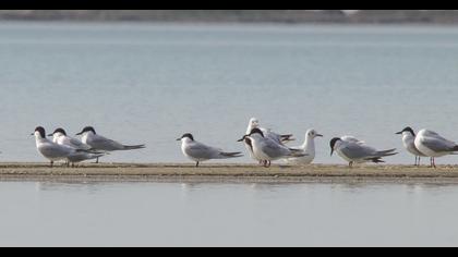 Gull-billed Tern