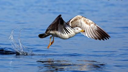 Yellow-legged Gull