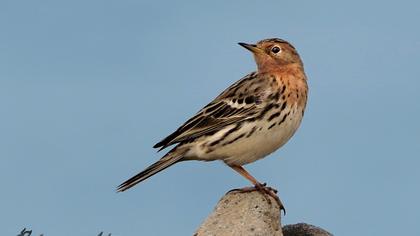 Red-throated Pipit