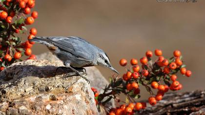 Krüper`s Nuthatch