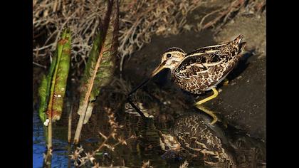 Common Snipe