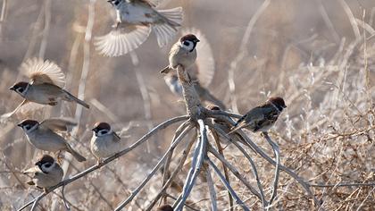 Eurasian Tree Sparrow
