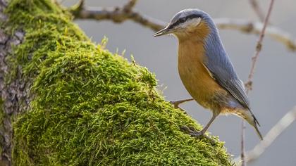 Eurasian Nuthatch
