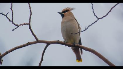 Bohemian Waxwing