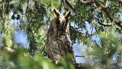 Long-eared Owl