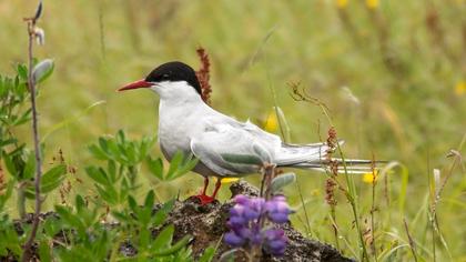 Arctic Tern