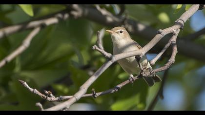 Icterine Warbler