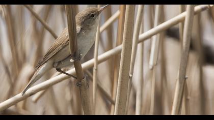 Marsh Warbler