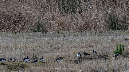 Northern Lapwing