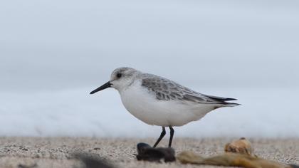Sanderling