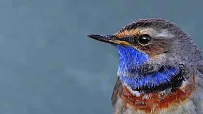 Bluethroat