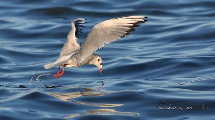 Black-headed Gull