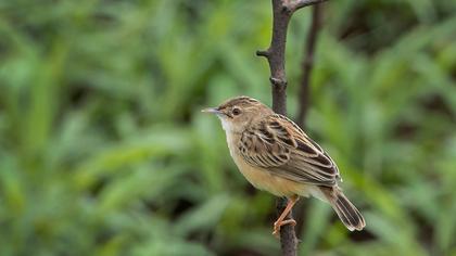 Zitting Cisticola