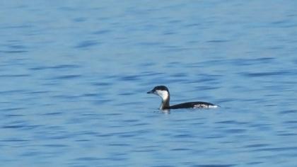 Horned Grebe