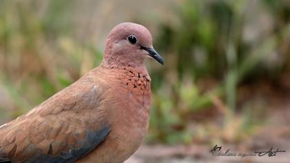 Laughing Dove