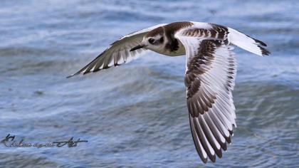 Little Gull