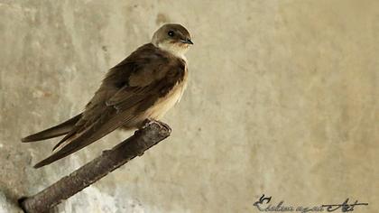 Eurasian Crag Martin