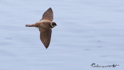 Sand Martin