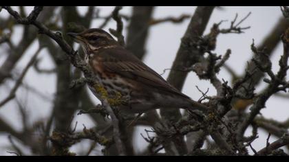 Redwing