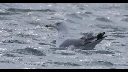 Great Black-backed Gull