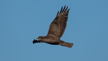 Common Buzzard