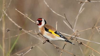European Goldfinch