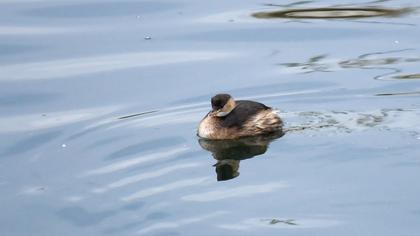 Little Grebe