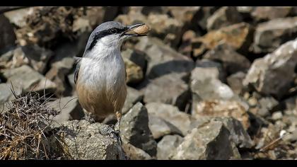 Western Rock Nuthatch
