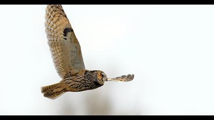 Long-eared Owl