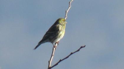 European Serin