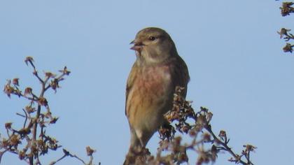 Common Linnet