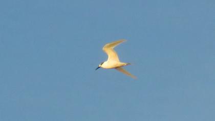 Sandwich Tern