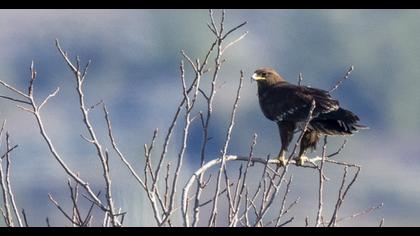 Greater Spotted Eagle