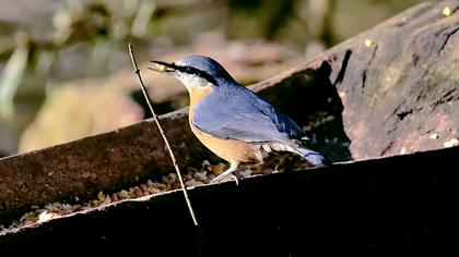 Eurasian Nuthatch