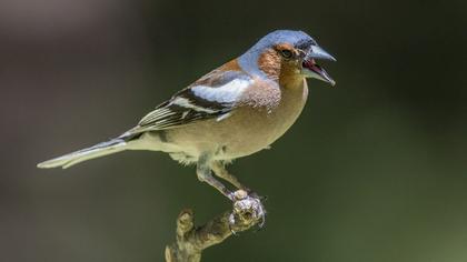 Common Chaffinch