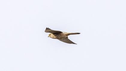 Common Kestrel