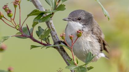 Lesser Whitethroat