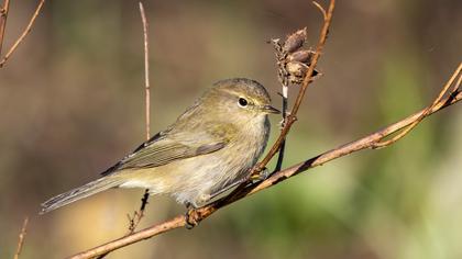 Common Chiffchaff