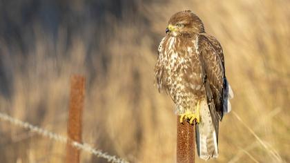 Common Buzzard