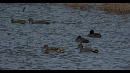 Gadwall