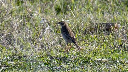 Richard`s Pipit